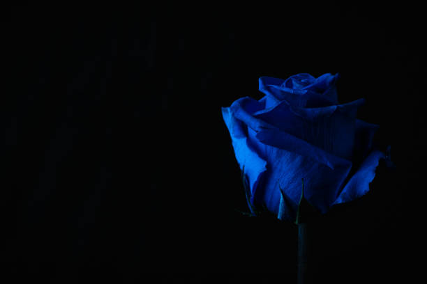 Blue rose photographed a black background