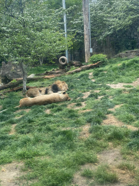 istock Lions at the Zoo 2198589658