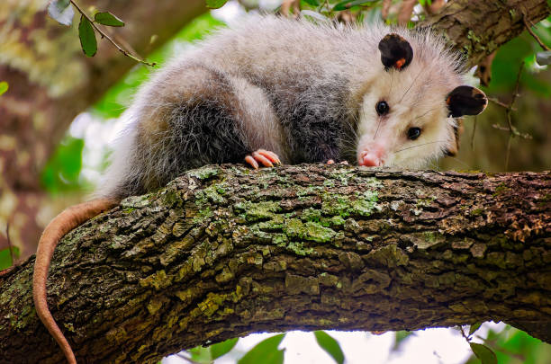 istock Virginia opossum (Didelphis virginiana) in tree in Coden Alabama 2198590052