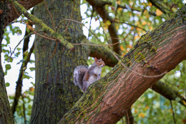A squirrel stands on a low tree branch, surrounded by vibrant green leaves and the textures of the bark. Soft light filters through the canopy, illuminating the scene.