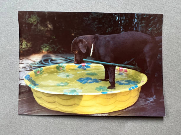 Chocolate Lab Dog holding hose in his mouth in small swimming pool.   1990