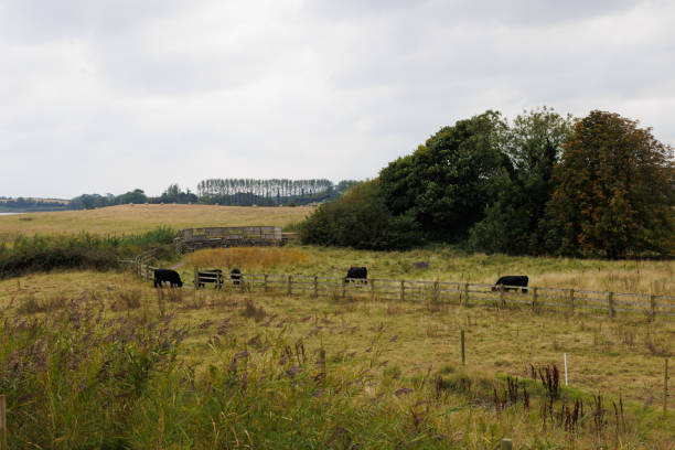 spotted red or brown cows graze in floodplanes of river rhine in the netherlands under blue summer sky in morning fog