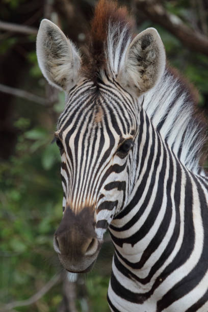 istock Steppenzebra / Burchell's zebra / Equus quagga burchellii 2198592745
