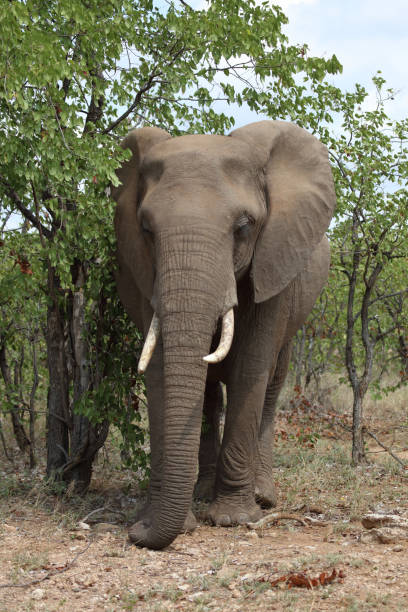 istock Afrikanischer Elefant / African elephant / Loxodonta africana 2198593079