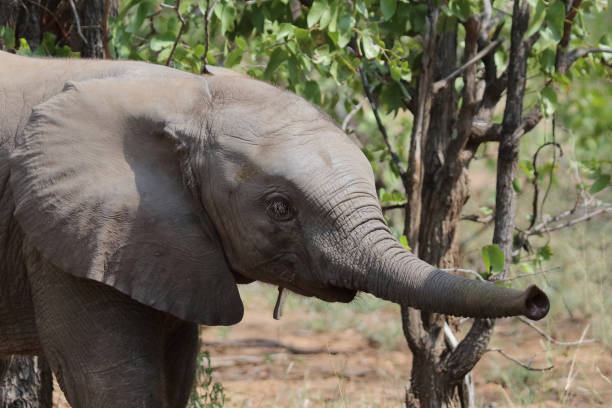 istock Afrikanischer Elefant / African elephant / Loxodonta africana 2198593157