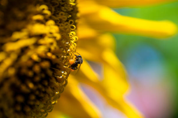 This close-up captures a honeybee on a vibrant sunflower, showcasing intricate details of the flower's structure. Ideal for nature-themed projects or educational materials