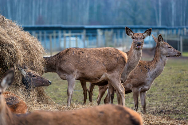 A group of deer stands and rests near a hay pile in a fenced area. Bare trees in the distance suggest a colder season, with structures nearby.