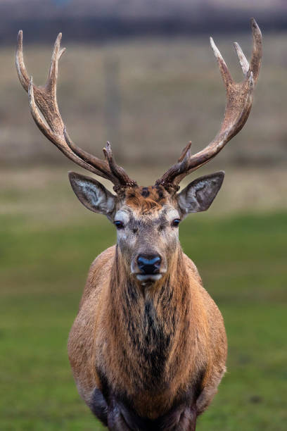 istock Majestic Deer with Asymmetrical Antlers in an Open Field 2198593726