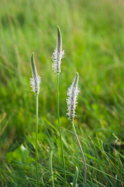 istock Elegant White Wildflowers in a Green Meadow 2198594666