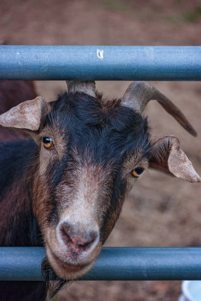 istock Pygmy goat (Capra hircus) in Mobile Alabama 2198595623