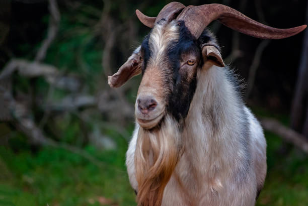 istock Pygmy goat (Capra hircus) in Mobile Alabama 2198595699