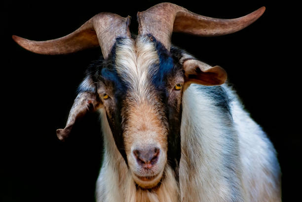 istock Pygmy goat (Capra hircus) in Mobile Alabama 2198595767