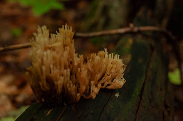 Yellow Coral Mushroom (Ramaria Formosa) growing on a log in the forest