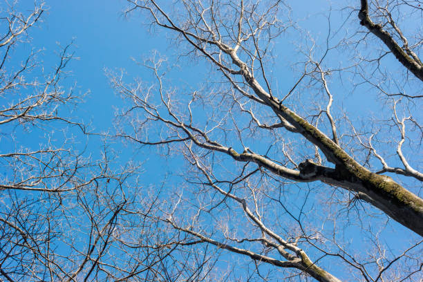 A deciduous winter zelkova tree, blue sky and a cold winter grove.