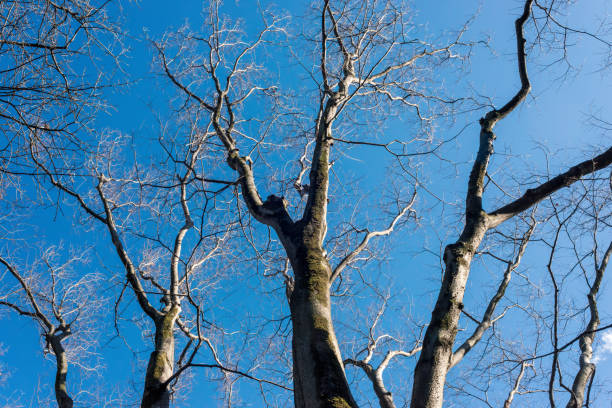 A deciduous winter zelkova tree, blue sky and a cold winter grove.