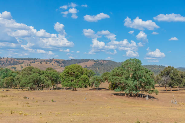 istock Late Summer Countryside in the Southern Tablelands 2198597486
