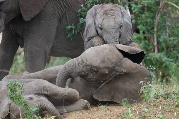 istock Afrikanischer Elefant / African elephant / Loxodonta africana 2198597673