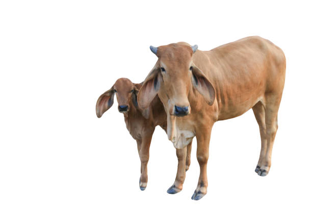 istock Cutout image of cow with precise clipping paths, set against white background. 2198597709