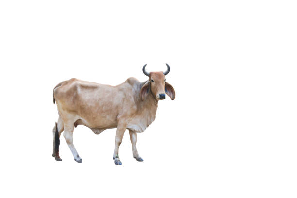 istock Cutout image of cow with precise clipping paths, set against white background. 2198597723