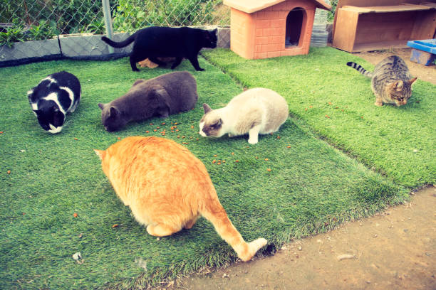 istock Cats in cats shelter having a snack. 2198597818