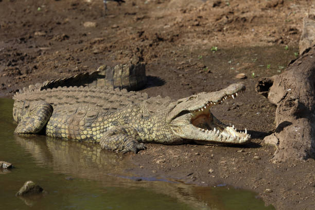 istock Nilkrokodil / Nile crocodile / Crocodylus niloticus 2198598625