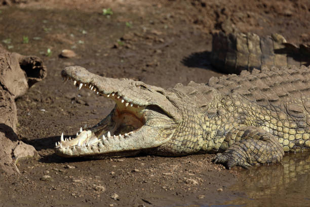 istock Nilkrokodil / Nile crocodile / Crocodylus niloticus 2198598737