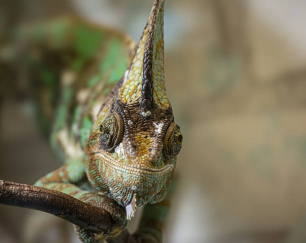 istock Colorful chameleon perched on a branch in a tropical environment during daylight 2198598919