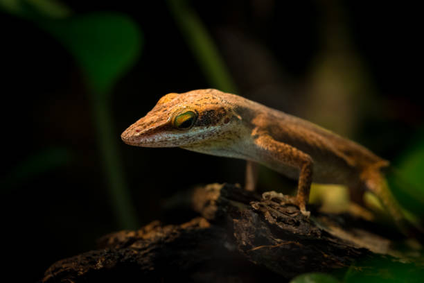 istock Close-up of a gecko perched on a log in a lush, dark environment showcasing unique features 2198598935