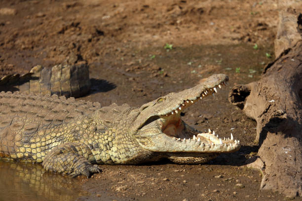 istock Nilkrokodil / Nile crocodile / Crocodylus niloticus 2198598955