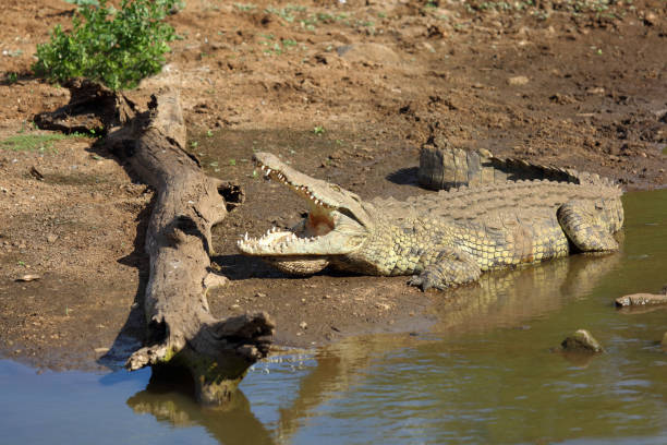 istock Nilkrokodil / Nile crocodile / Crocodylus niloticus 2198598960