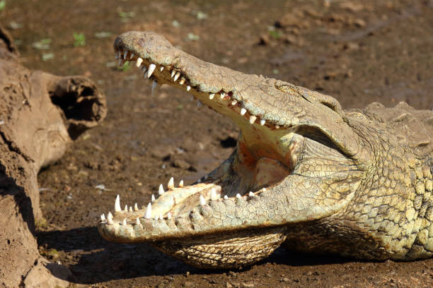 Nilkrokodil / Nile crocodile / Crocodylus niloticus