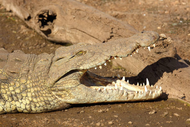 istock Nilkrokodil / Nile crocodile / Crocodylus niloticus 2198599573