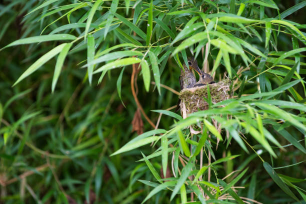 Mother hummingbird in nest feeding hatchilings