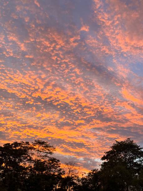 istock Golden Sunset Sky with Fiery Clouds and Silhouetted Trees 2198602088