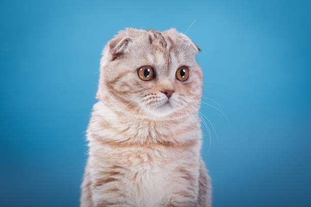 istock Scottish Fold cat gazing attentively on blue backdrop 2198602170