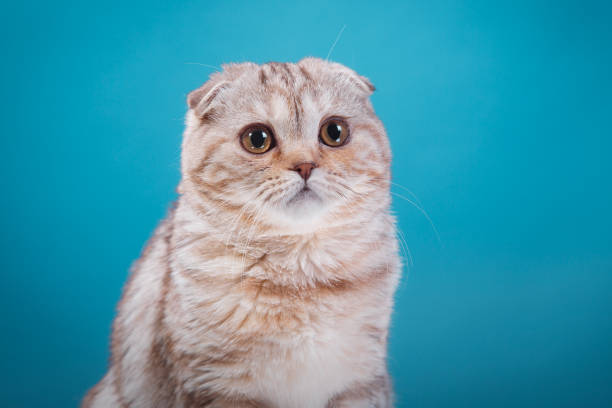 istock Scottish Fold cat gazing attentively on blue backdrop 2198602178