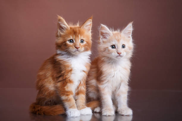istock Pair of orange kittens sitting on brown background 2198602197