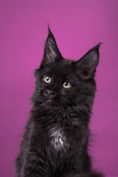 istock Black kitten sitting on pink background 2198602199