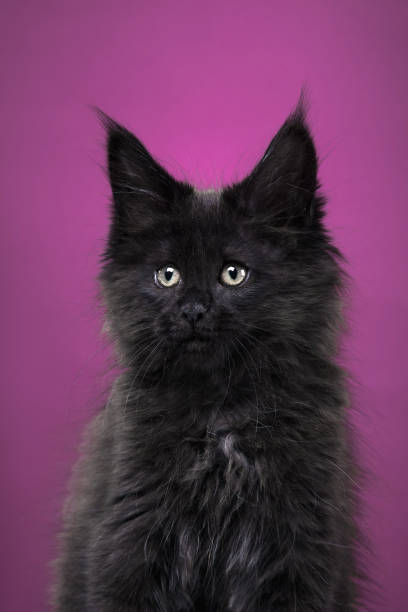 istock Black kitten sitting on pink background 2198602206