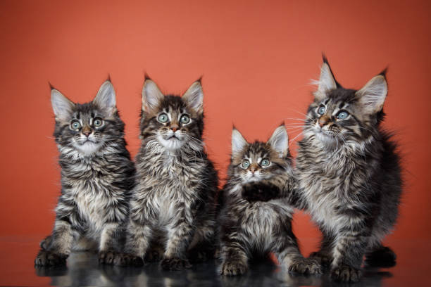 istock Group of Maine Coon kittens on orange background 2198602215