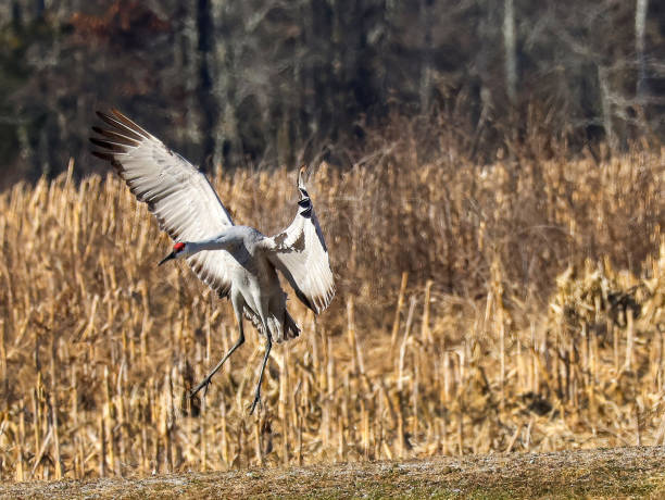 istock Sandhill Crane coming in for a landing 2198602776