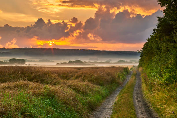 Golden hour view in the Danish countryside featuring a winding dirt road flanked by lush fields, dense forest edges, and a glowing sun setting over mist-laden landscapes. Invigorates tranquil rural feelings.