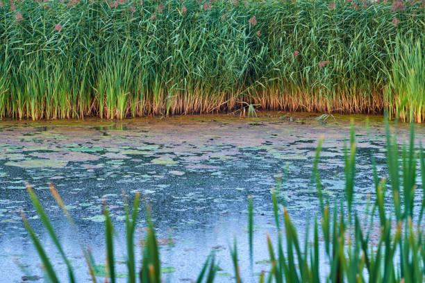 A lush, green reed marsh in Denmark spreads along a still pond, with water plants covering the surface. This serene scene features rich natural colors and evokes feelings of peace and tranquility.