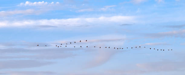 istock Migratory birds flying in V-formation under a vibrant sky in Denmark 2198602842