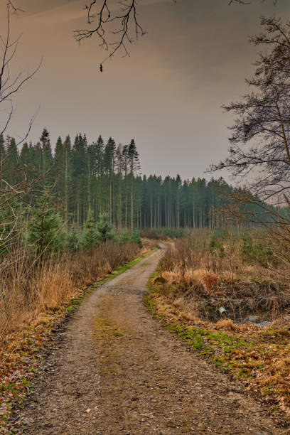istock Quiet forest path during winter displaying serene beauty and inviting nature exploration 2198602900