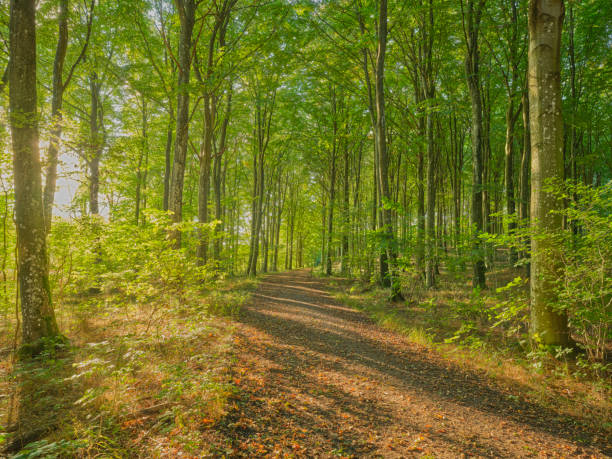 istock Serene forest pathway illuminated by the sun's rays in early morning 2198602916