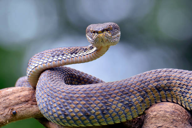istock Black purpo viper on a tree branch 2198603740