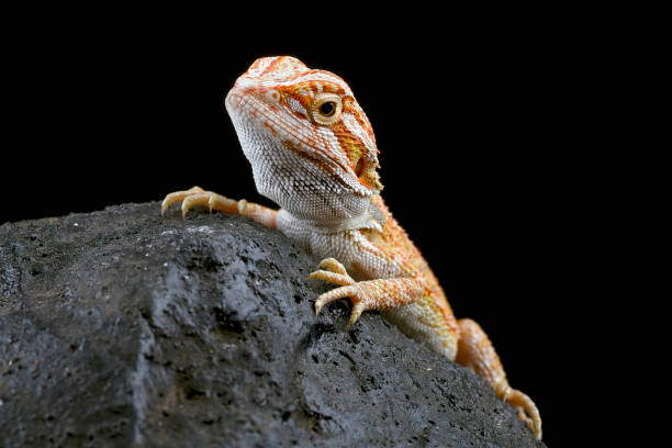istock Bearded dragon on the rock with black background 2198603749