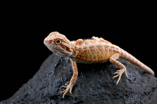 istock Bearded dragon on the rock with black background 2198603762