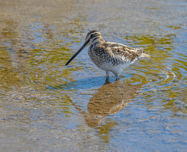 Free picture: wilsons, snipe, bird